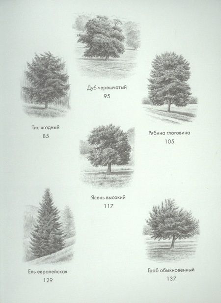 Фотография книги "Хазе: Деревья. Как жизни человека и дерева переплетены друг с другом"