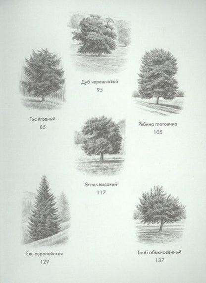 Фотография книги "Хазе: Деревья. Как жизни человека и дерева переплетены друг с другом"