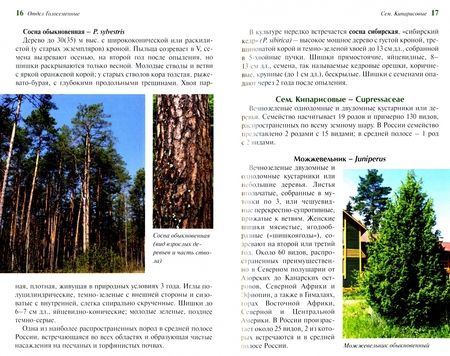 Фотография книги "Киселева, Майоров, Новиков: Определитель деревьев и кустарников средней полосы России"