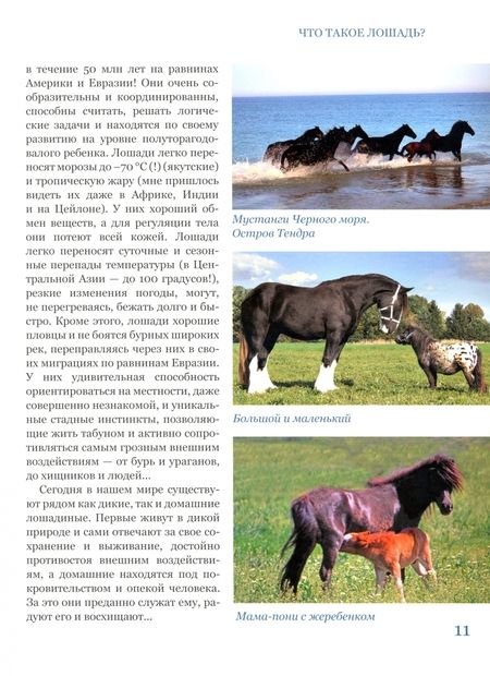 Фотография книги "Климов: С лошадью на века! Энциклопедия юного конника"
