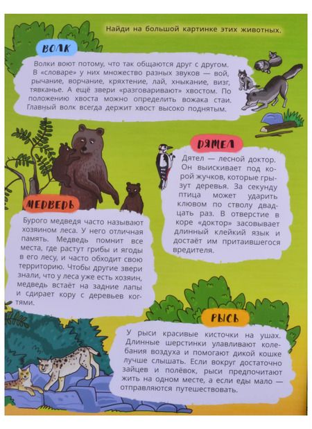 Фотография книги "Книжка-панорамка "Зеленый лес""