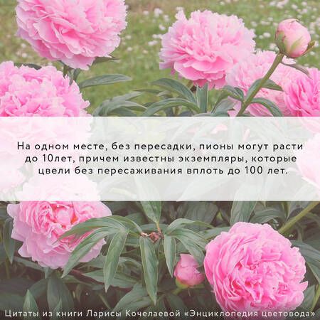 Фотография книги "Кочелаева: Энциклопедия цветовода"