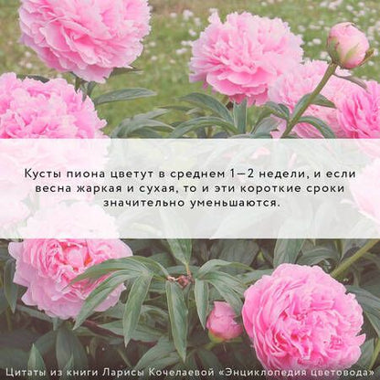 Фотография книги "Кочелаева: Энциклопедия цветовода"