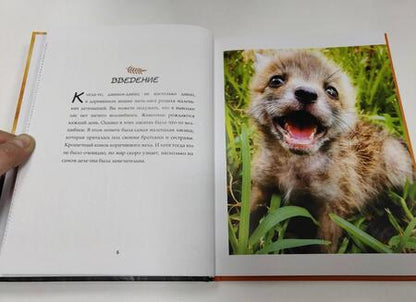 Фотография книги "Кокер: Счастливая лиса Джунипер"