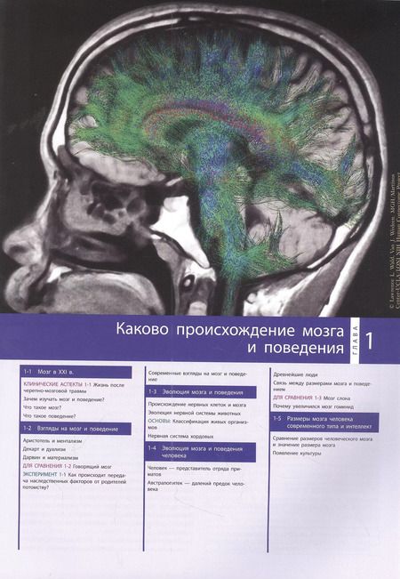 Фотография книги "Колб, К.: Мозг и поведение. Введение"