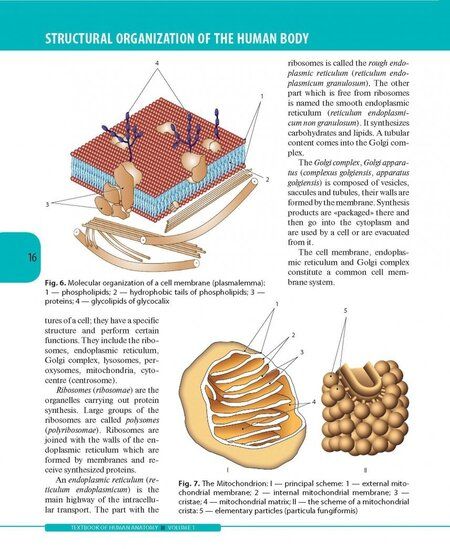 Фотография книги "Колесников, Никитюк, Клочкова: Textbook of Human Anatomy. In 3 vol. Volume 1. Locomotor apparаtus"