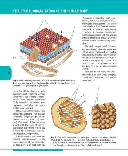 Фотография книги "Колесников, Никитюк, Клочкова: Textbook of Human Anatomy. In 3 vol. Volume 1. Locomotor apparаtus"