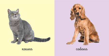 Фотография книги "Комплект из 6 супер-прочных мини-книжек "Первые слова для для мальчиков" (комплект из 6 книг)"