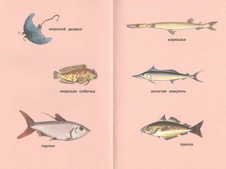 Фотография книги "Корнелия Функе: Свинья для пиратов"