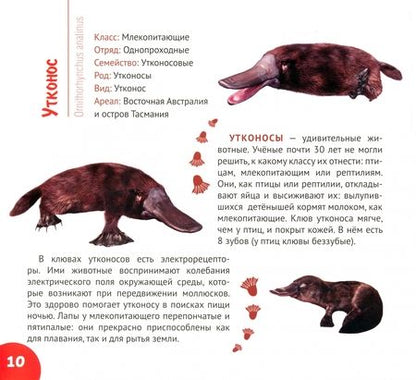 Фотография книги "Кошевар: Уникальный мир Австралии и Океании"