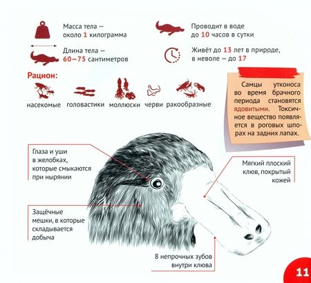 Фотография книги "Кошевар: Уникальный мир Австралии и Океании"