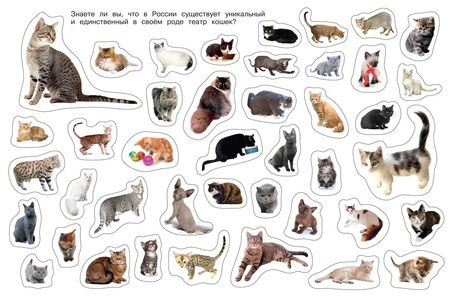 Фотография книги "Кошки"