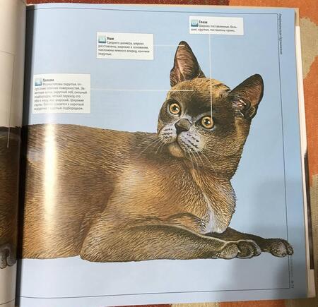 Фотография книги "Кошки"