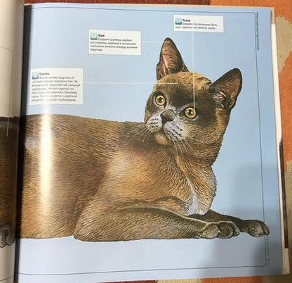 Фотография книги "Кошки"