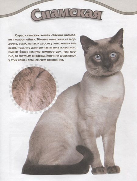 Фотография книги "Кошки"