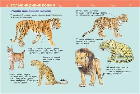 Фотография книги "Кошки и котята. Энциклопедия для детского сада"