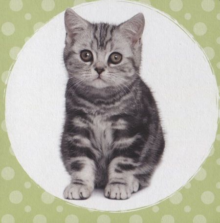 Фотография книги "Ковалева: Мои домашние любимцы"