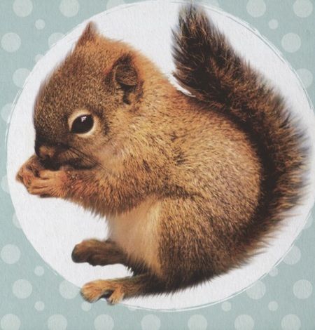 Фотография книги "Ковалева: Мои лесные друзья"