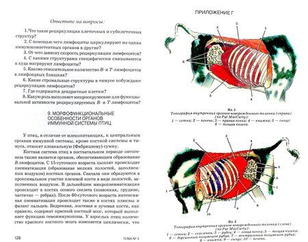 Фотография книги "Криштофорова, Лемещенко: Изучение анатомии на животных с основами иммуноморфологии. Учебное пособие"