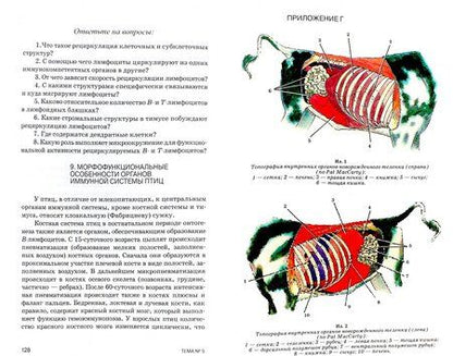 Фотография книги "Криштофорова, Лемещенко: Изучение анатомии на животных с основами иммуноморфологии. Учебное пособие"
