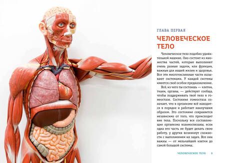 Фотография книги "Кристи Вагнер: Тело человека. Как устроен наш организм"