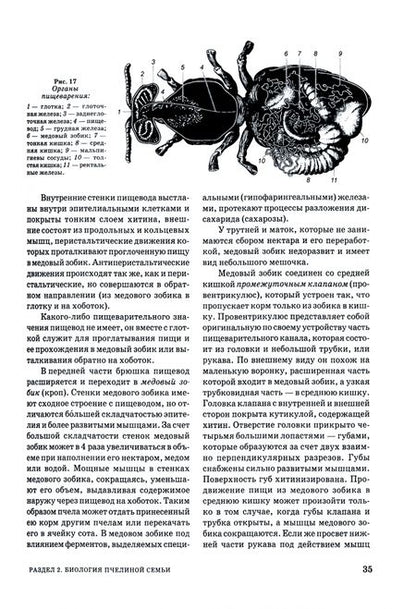 Фотография книги "Кривцов, Козин, Лебедев: Пчеловодство. Учебник"