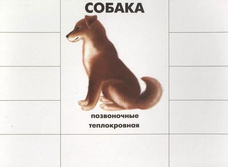 Фотография книги "Кто как устроен. Познавательная игра-лото"