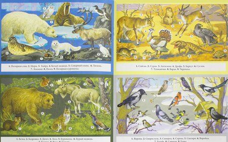 Фотография книги "Куликовская, Майоров, Ларина: Животные. Виды, особенности, места обитания. Школьный справочник для начальных классов"