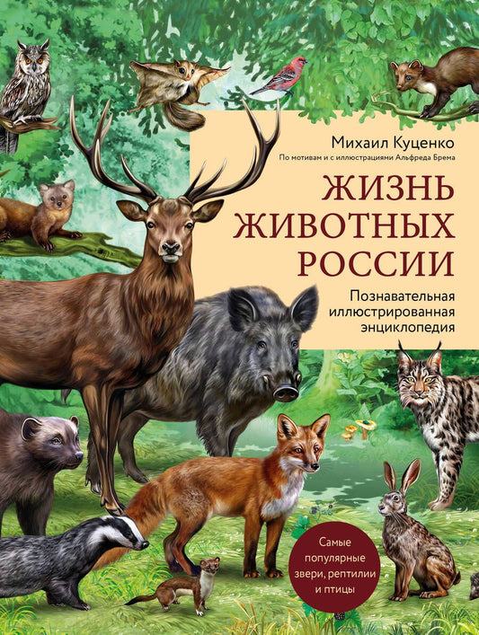 Обложка книги "Куценко: Жизнь животных России. Познавательная иллюстрированная энциклопедия"