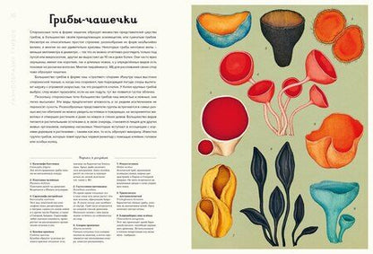 Фотография книги "Л., М., В., Лиматайнен: Грибариум"