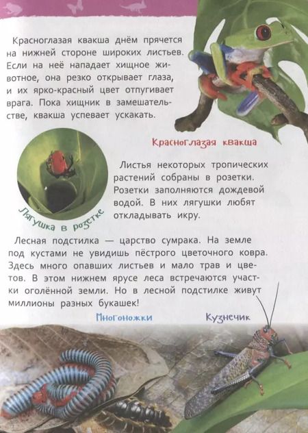 Фотография книги "Лариса Клюшник: Джунгли"