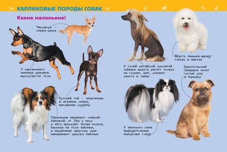Фотография книги "Лариса Клюшник: Собаки и щенки. Энциклопедия для детского сада"