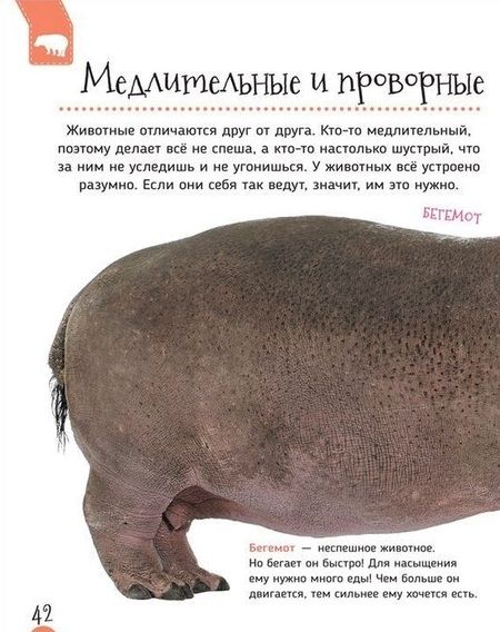 Фотография книги "Лариса Клюшник: Удивительные животные (Первая энциклопедия)"