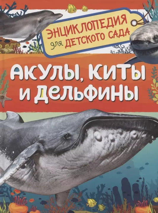 Обложка книги "Лариса Попова: Акулы, киты и дельфины. Энциклопедия для детского сада"