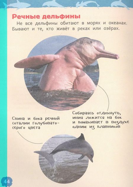 Фотография книги "Лариса Попова: Акулы, киты и дельфины. Энциклопедия для детского сада"
