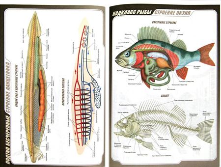 Фотография книги "Латюшин, Ламехова: Биология. 7 класс.  Животные. Рабочая тетрадь к учебнику В. Латюшина, В. Шапкина. Вертикаль. ФГОС"