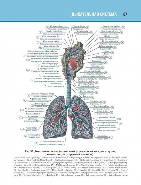 Фотография книги "Лев Колесников: Анатомия человека. Атлас. Том 2. Спланхнология"