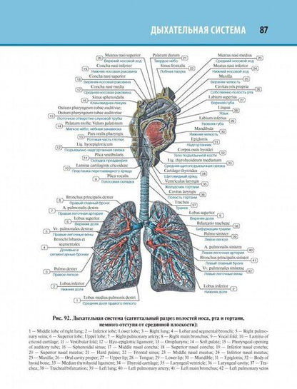 Фотография книги "Лев Колесников: Анатомия человека. Атлас. Том 2. Спланхнология"