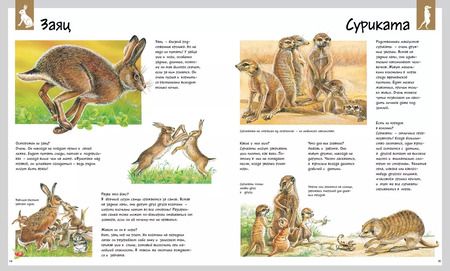 Фотография книги "Лоранс Букобза: Животные"