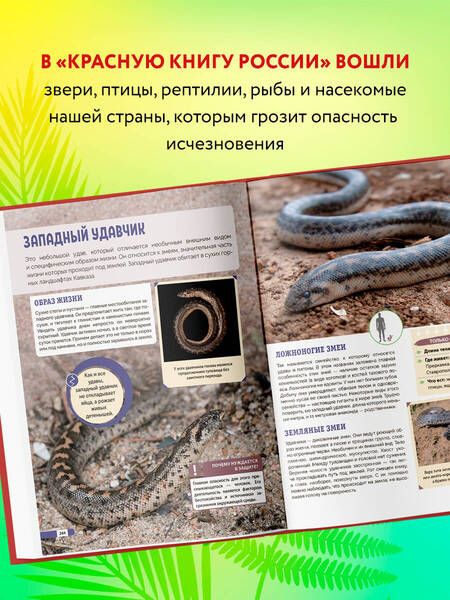 Фотография книги "Лукашанец, Лукашанец: Красная книга России: животные, растения, птицы, насекомые. Энциклопедия редких видов"