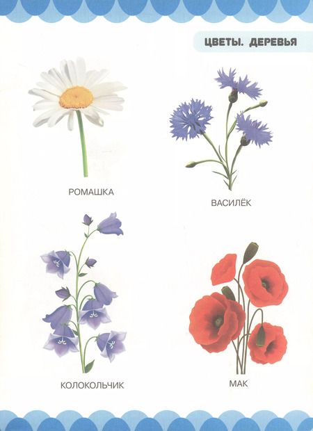 Фотография книги "Людмила Доманская: Цветы. Деревья"