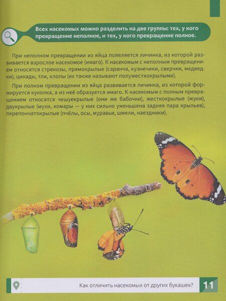 Фотография книги "Максим Алексеевич: Насекомые: энциклопедия"