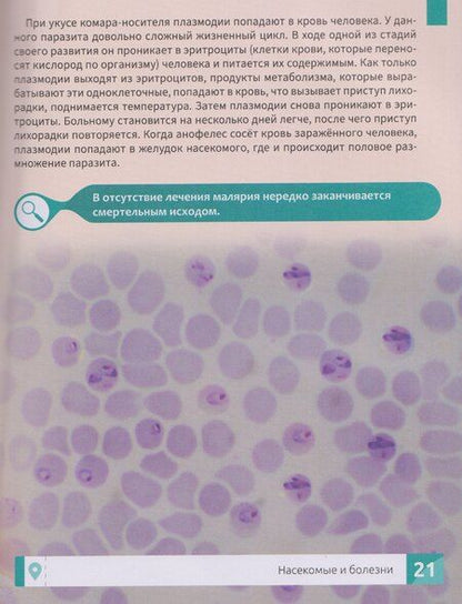 Фотография книги "Максим Алексеевич: Насекомые: энциклопедия"