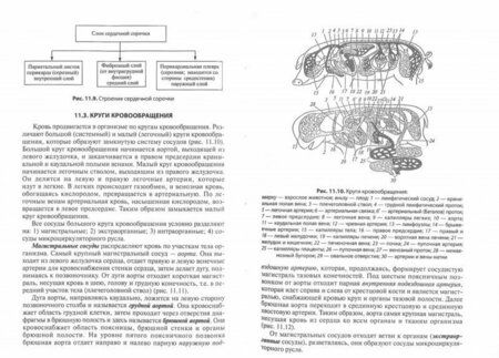 Фотография книги "Максимов, Слесаренко, Селезнев: Анатомия и физиология домашних животных. Учебник"