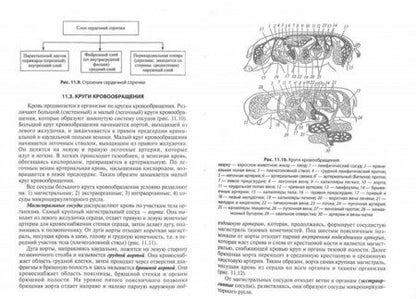 Фотография книги "Максимов, Слесаренко, Селезнев: Анатомия и физиология домашних животных. Учебник"