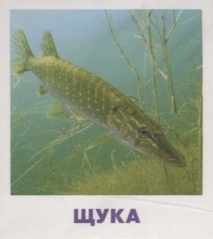 Обложка книги "Малунова: Умный малыш. Пресноводные рыбы. Набор карточек для детей"