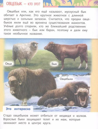 Фотография книги "Марина Султанова: Отчего и почему? Кто это? Удивительные жители нашей планеты"