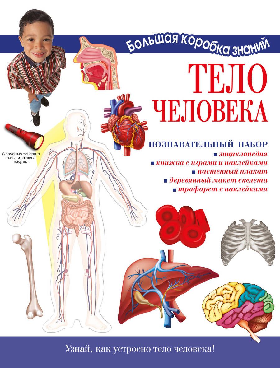 Обложка книги "Мария Торчинская: Тело человека. Познавательный набор"