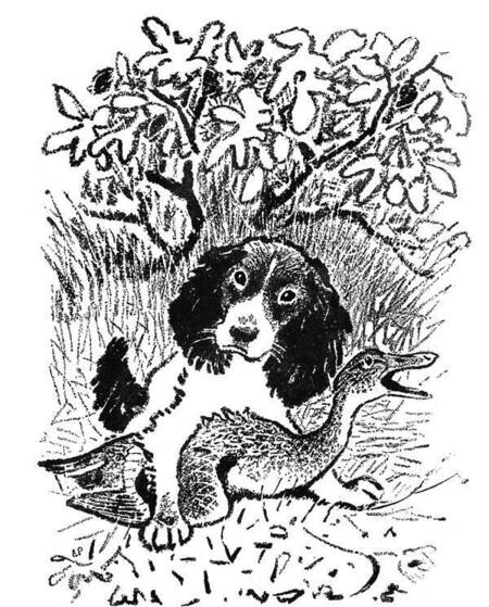 Фотография книги "Михаил Пришвин: Золотой луг"