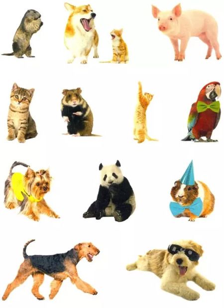 Фотография книги "Милые пушистики. Дополни картинку! Внутри 48 фото-наклеек!"